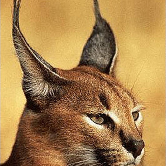 Meet your Posher, Brittany - Picture 6 of 8