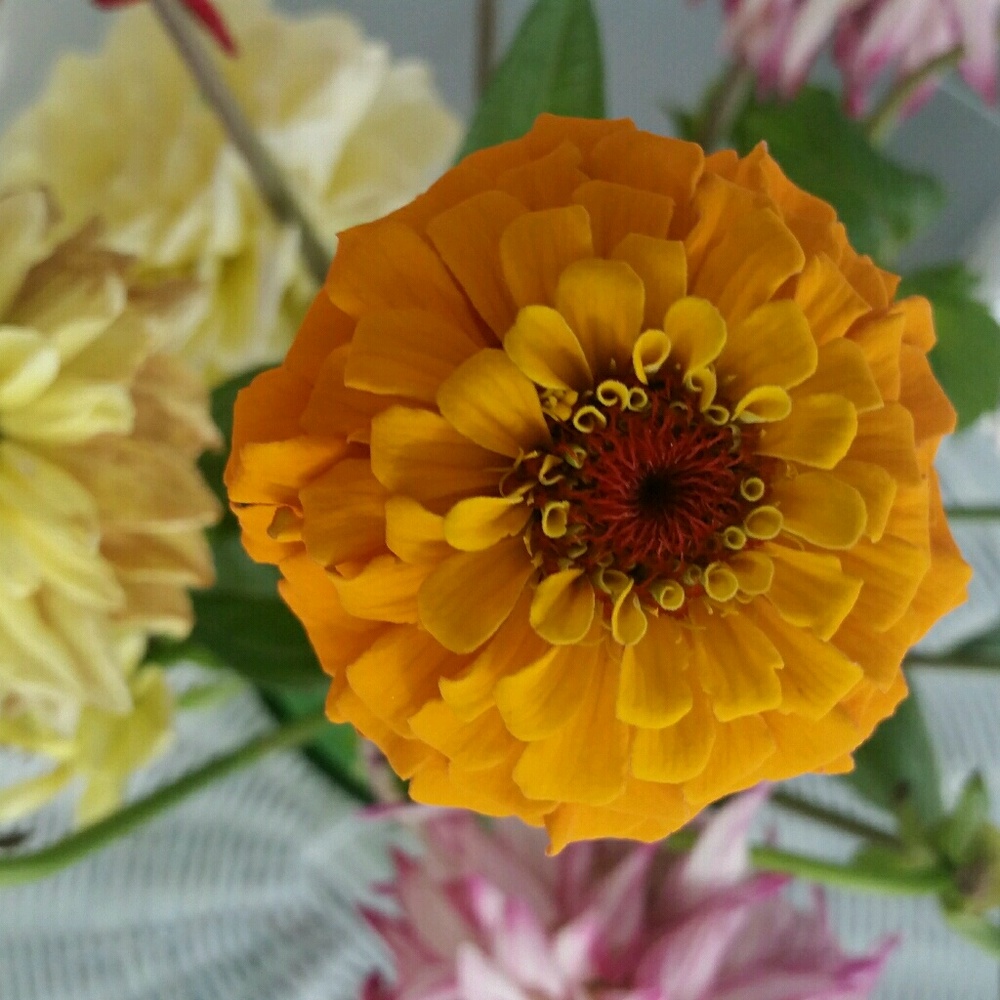 Meet your Posher, Gab