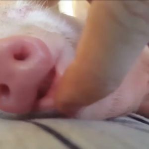 Meet your Posher, Julius