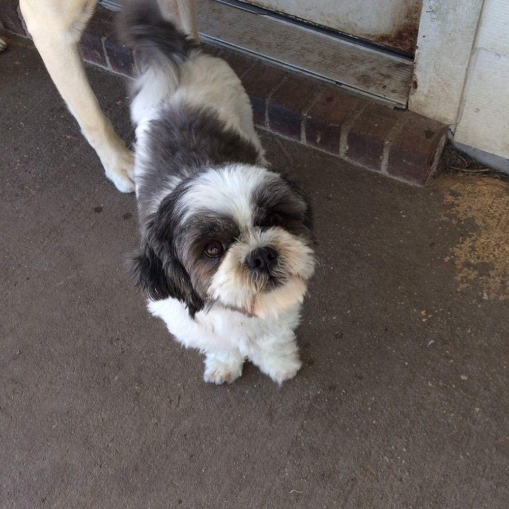 Meet your Posher, Soraya