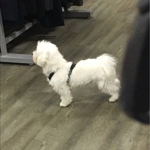 Meet your Posher, Carson