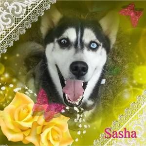 Meet your Posher, Sasha