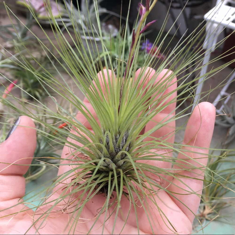 Meet your Posher, Alison