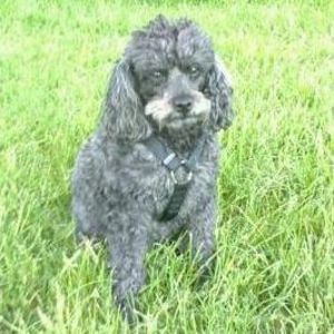 Meet your Posher, Patti