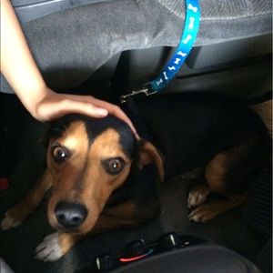 Meet your Posher, Guillermo