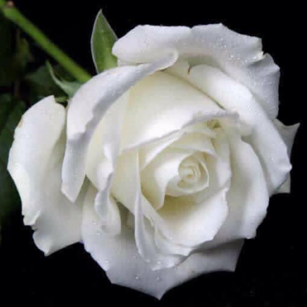 Meet your Posher, Roya