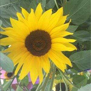 Meet your Posher, Cameron