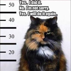 Meet your Posher, Carole