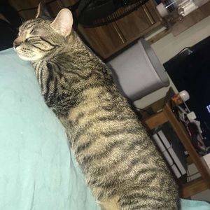 Meet your Posher, Josie