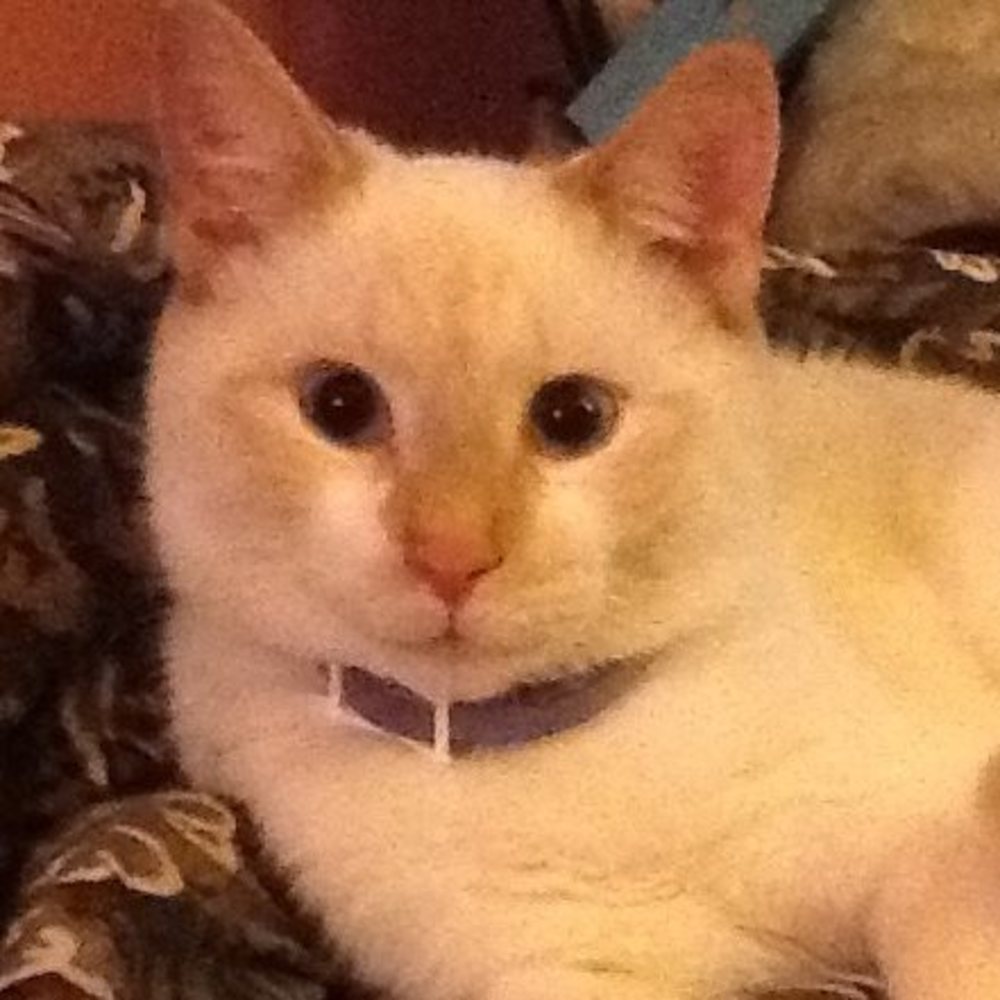 Meet your Posher, Tami