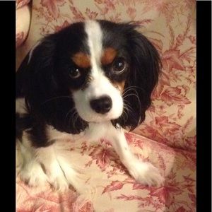 Meet your Posher, Julia