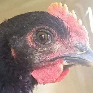 Meet your Posher, Jaci