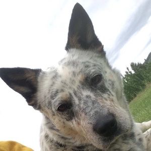 Meet your Posher, Waylon