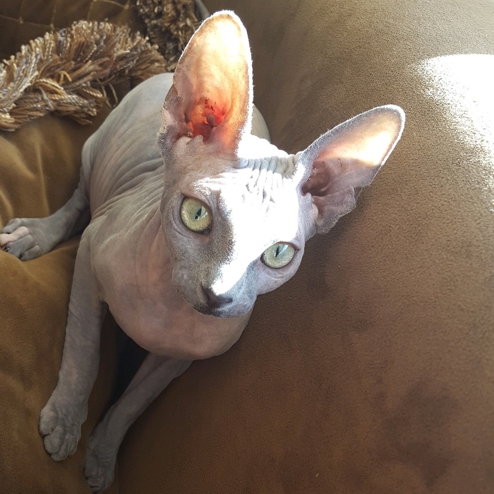 Lesley Posh Ambassador II & Sphynx Lover