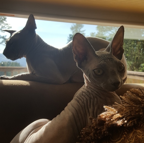 Lesley Posh Ambassador II & Sphynx Lover - Picture 2 of 11