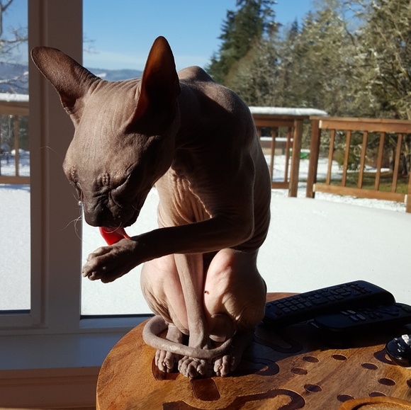 Lesley Posh Ambassador II & Sphynx Lover - Picture 5 of 11