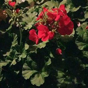 Meet your Posher, Lorraine