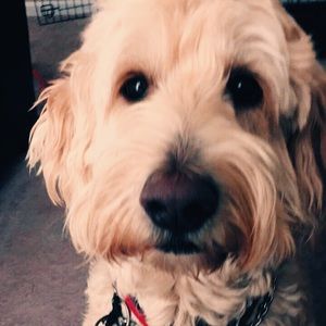 Meet your Posher, Anne