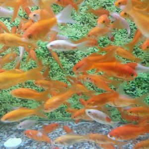 Meet your Posher, Sharis