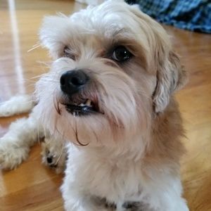 Meet your Posher, Dee