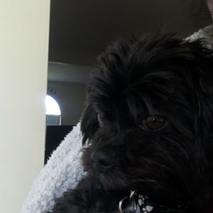 Meet your Posher, Dalida