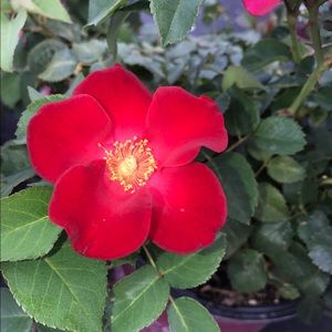 Meet your Posher, Ella