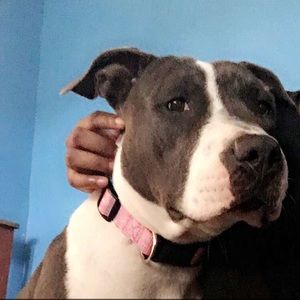 Meet your Posher, Molly