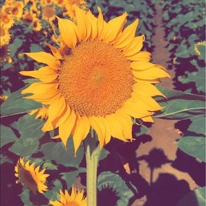 Meet your Posher, Bailey