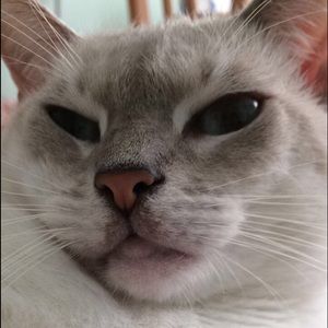 Meet your Posher, Celina