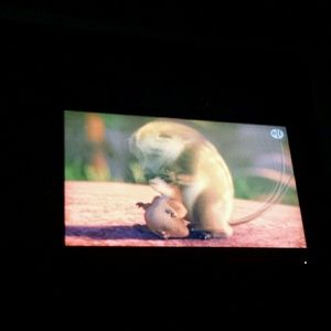 Meet your Posher, Bruce