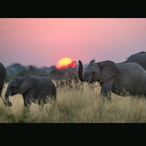 Meet your Posher, Jr