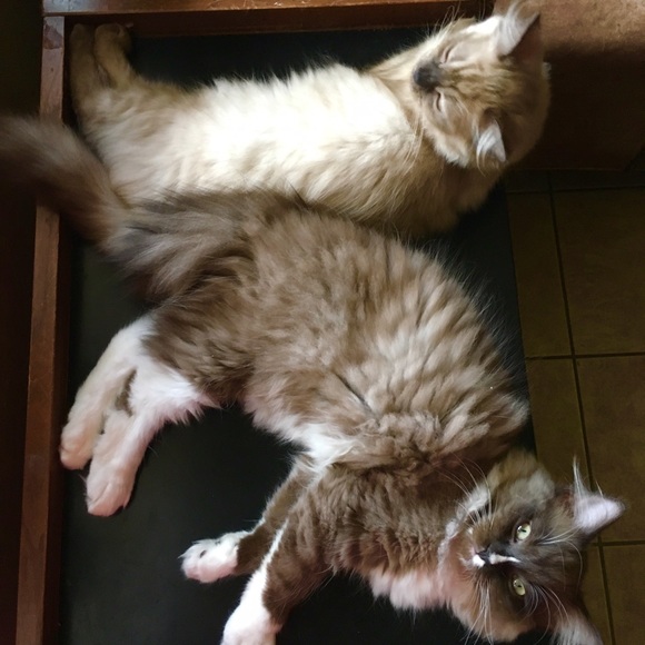 RARE Vintage Going Fast - Picture 2 of 2