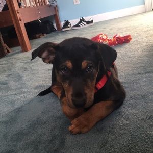 Meet your Posher, Jake