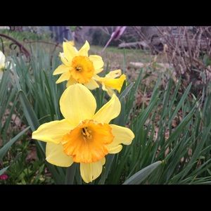 Meet your Posher, Darla