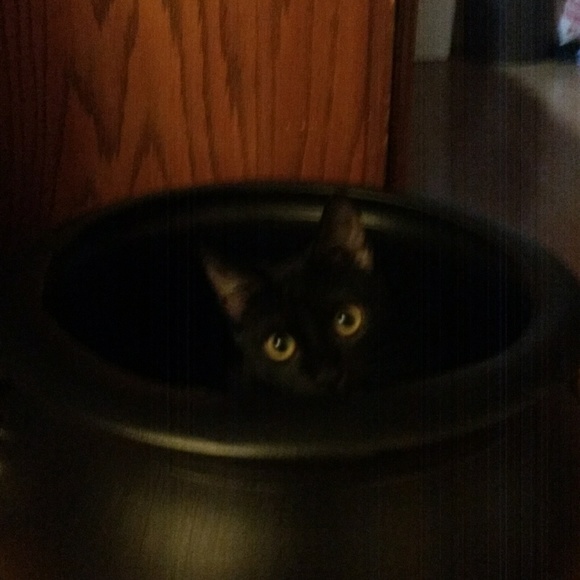 Meet your Posher, Emily - Picture 4 of 4