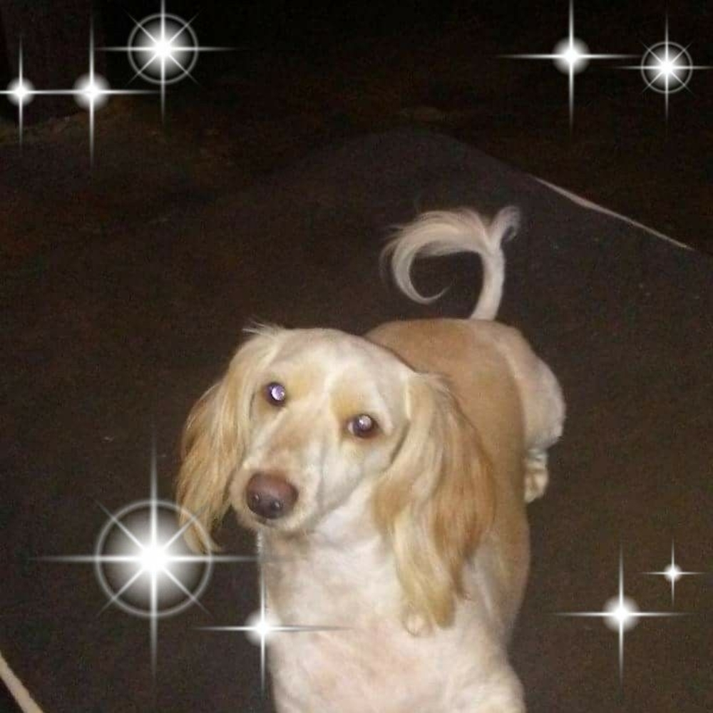 Meet your Posher, Peggy