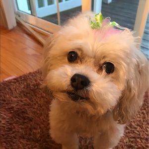 Meet your Posher, Brian