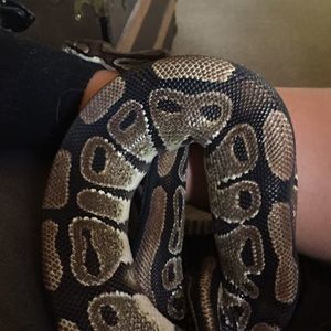 Meet your Posher, Conor