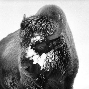 Meet your Posher, Beau