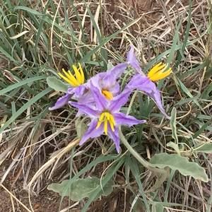 Meet your Posher, Robyn