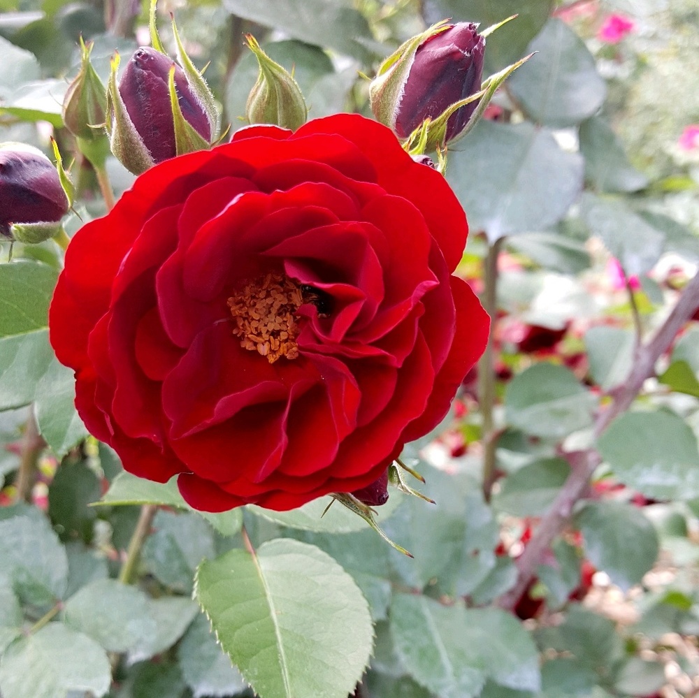 Meet your Posher, Wajia