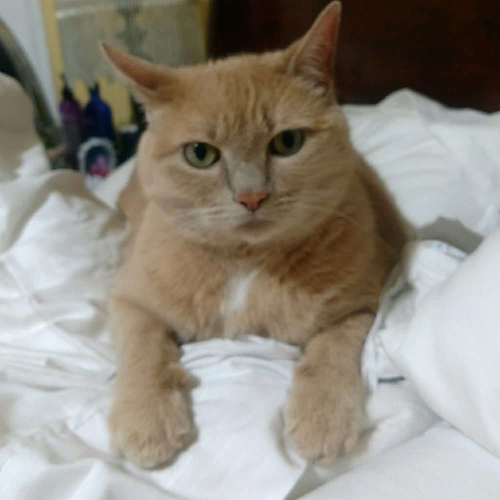 Meet your Posher, Missy