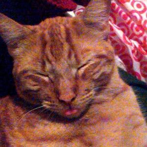 Meet your Posher, Omi