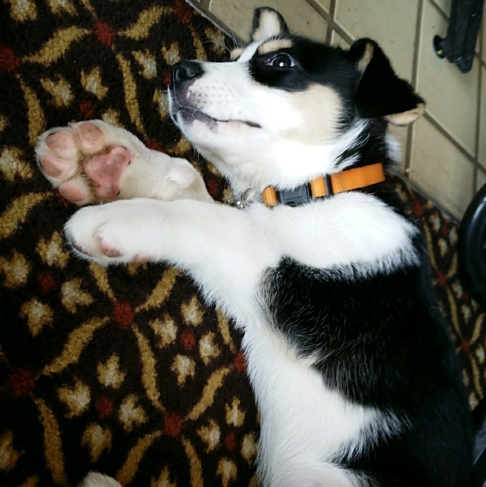 Meet your Posher, Ben