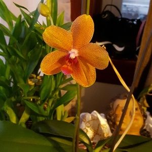 Meet your Posher, Norma