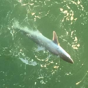 Meet your Posher, Paul