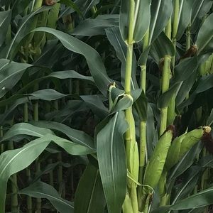 Meet your Posher, Mia