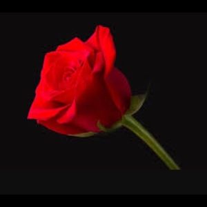 Meet your Posher, Elisa