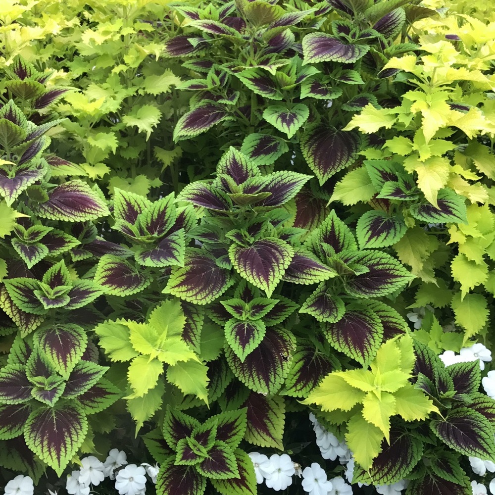 Meet your Posher, Marcela