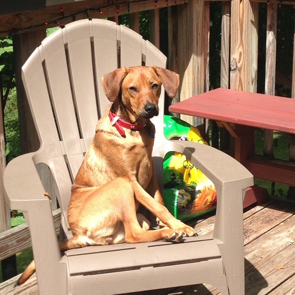 Meet your Posher, Rene - Picture 1 of 1